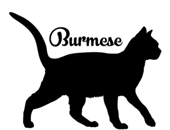 Hipptop Burmese